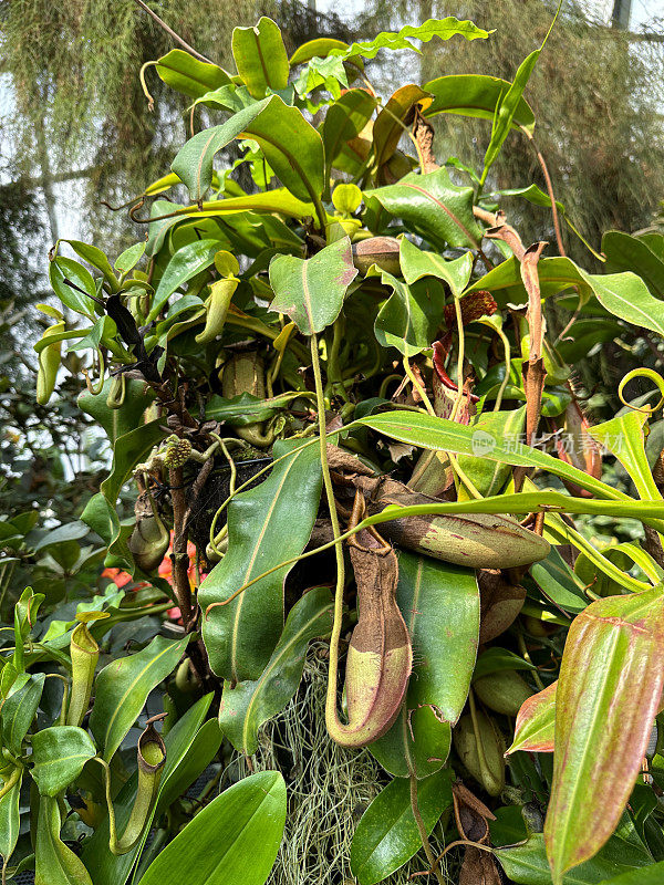 特写图片的食肉深红色的猪笼草(Sarracenia leucophylla)，红紫色的脉顶部中空，猪笼草状的叶子与波浪边缘的帽，重点在前景